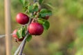 Red ripe apples hanging from a tree bransch