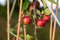 Red ripe apples hanging from a tree bransch