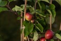 Red ripe apples hanging from a tree bransch..