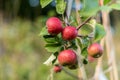 Red ripe apples hanging from a tree bransch..