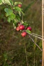 Red ripe apples hanging from a tree bransch..