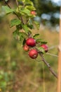 Red ripe apples hanging from a tree bransch..