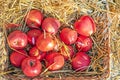 Red ripe apples Idared on a straw mat. Royalty Free Stock Photo