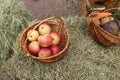 red ripe apples lie in a basket on the grass. Ingathering. Autumn summer work farmer useful food growing fruit. Collecting Vitamin