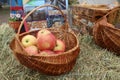 red ripe apples lie in a basket on the grass. Ingathering. Autumn summer work farmer useful food growing fruit. Collecting Vitamin