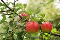 red ripe apples with raindrops hanging Royalty Free Stock Photo