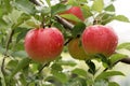 red ripe apples with raindrops hanging Royalty Free Stock Photo