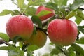 red ripe apples with raindrops hanging Royalty Free Stock Photo