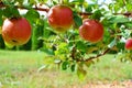 Red ripe apples on tree Royalty Free Stock Photo