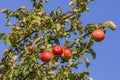 Red ripe apples on a tree branch Royalty Free Stock Photo