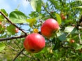 Red ripe apples on a tree branch. Apple tree in the garden. Green leaves and blue sky. Ecologically clean food. Vegetarian food Royalty Free Stock Photo