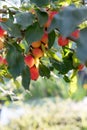 Red ripe apples on a tree branch. Beautiful large leaves. Light background for text Royalty Free Stock Photo