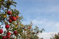 Red ripe apples on tree branch in the garden. Summer, autumn harvesting season. Local fruits, organic farming. Royalty Free Stock Photo