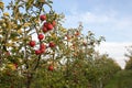 Red ripe apples on tree branch in the garden. Summer, autumn harvesting season. Local fruits, organic farming. Royalty Free Stock Photo