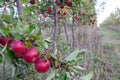 Red ripe apples on tree branch in the garden. Summer, autumn harvesting season. Local fruits, organic farming. Royalty Free Stock Photo