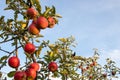 Red ripe apples on tree branch in the garden. Summer, autumn harvesting season. Local fruits, organic farming. Royalty Free Stock Photo