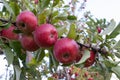 Red ripe apples on tree branch in the garden. Summer, autumn harvesting season. Local fruits, organic farming. Royalty Free Stock Photo