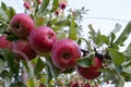 Red ripe apples on tree branch in the garden. Summer, autumn harvesting season. Local fruits, organic farming. Royalty Free Stock Photo