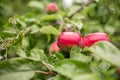 Red ripe apples on a tree. Wild fruit in the apple orchard. Harvest, gardening, farming Royalty Free Stock Photo