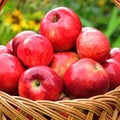 Red ripe apples in a wicker basket on background of flowers Royalty Free Stock Photo