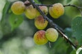 Red ripe apricots on the tree branch. Royalty Free Stock Photo