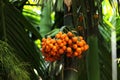 Ripe Areca nut palm Royalty Free Stock Photo