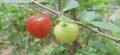 red ripe Barbados cherry and green cherry on a branch with leaf Royalty Free Stock Photo