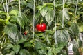 Red ripe bell peppers from bush with green leaves on vegetable, Big ripe sweet bell peppers, red paprika plants growing in glass Royalty Free Stock Photo