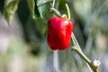 Red ripe bell peppers from bush with green leaves on vegetable, Big ripe sweet bell peppers, red paprika plants growing in glass Royalty Free Stock Photo