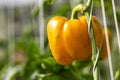 Red ripe bell peppers from bush with green leaves on vegetable, Big ripe sweet bell peppers, red paprika plants growing in glass Royalty Free Stock Photo