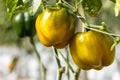 Red ripe bell peppers from bush with green leaves on vegetable, Big ripe sweet bell peppers, red paprika plants growing in glass Royalty Free Stock Photo