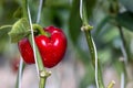 Red ripe bell peppers from bush with green leaves on vegetable, Big ripe sweet bell peppers, red paprika plants growing in glass Royalty Free Stock Photo