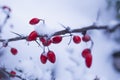 Red ripe berries of barberry, covered with snow Royalty Free Stock Photo