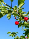 Red ripe berries on the cherry tree on the blue sky background. Summer garden. Royalty Free Stock Photo