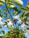 Red ripe berries on the cherry tree on the blue sky background. Summer garden. Royalty Free Stock Photo