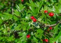 Red ripe berries of hawthorn branches with dark green leaves