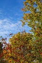 Red ripe berries of a medicinal plant of mountain ash on branches with yellow, green, orange leaves on a background of blue sky, Royalty Free Stock Photo