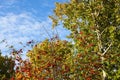 Red ripe berries of a medicinal plant of mountain ash on branches with yellow, green, orange leaves on a background of blue sky, Royalty Free Stock Photo