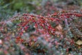 Red ripe berries of Rockspray cotoneaster in winter on the bush, Royalty Free Stock Photo