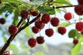 Red ripe berries of sweet cherry on a branch in a summer garden on background of green leaves , close-up Royalty Free Stock Photo