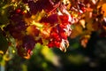 Red ripe berries on viburnum tree in warm autumn day