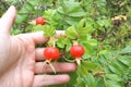 Red ripe berries of wild rose. Vitamin product. Man's hand collects rosehip fruit