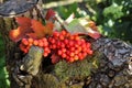 Red ripe berry on a branch on a stub i i