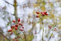 Red ripe briar berries, macro photo. Hips bush with ripe berries. Berries of a dogrose on a bush. Fruits of wild roses. Thorny dog