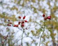 Red ripe briar berries, macro photo. Hips bush with ripe berries. Berries of a dogrose on a bush. Fruits of wild roses. Thorny dog
