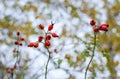 Red ripe briar berries, macro photo. Hips bush with ripe berries. Berries of a dogrose on a bush. Fruits of wild roses. Thorny