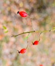 Red ripe briar berries, macro photo. Hips bush with ripe berries. Berries of a dogrose on a bush. Fruits of wild roses. Thorny