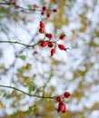 Red ripe briar berries, macro photo. Hips bush with ripe berries. Berries of a dogrose on a bush. Fruits of wild roses. Thorny