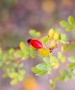 Red ripe briar berries, macro photo. Hips bush with ripe berries. Berries of a dogrose on a bush. Fruits of wild roses. Thorny