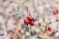 Red ripe briar berries, macro photo. Hips bush with ripe berries. Berries of a dogrose on a bush. Fruits of wild roses. Thorny dog